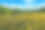 阿巴拉契亚山脉的黄花素材图片
