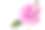 花-牡丹孤立在白色素材图片