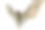 欧洲蝙蝠-皮pistrelle素材图片