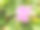 夏季花卉系列，粉色杜鹃花在花园里盛开特写。素材图片