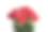 玫瑰花束素材图片