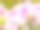 夏季花卉系列，粉色杜鹃花在花园里盛开特写。素材图片