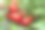 增长的西红柿素材图片