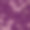 桃李-桃花开在红紫罗兰的背景。素材图片