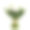 白色郁金香孤立在白色上素材图片