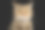 苏格兰折品种猫的肖像孤立的黑色背景素材图片