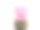 瓦格纳氏仙人掌(the ocactus wagnerianus)孤立地粉红色开花素材图片