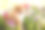 漂亮的小狗斯皮兹快乐地坐在佩妮花丛中。素材图片