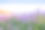 特卡波湖上盛开的羽扇豆花素材图片