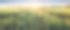 日落时麦田的全景素材图片