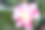 日本茶花(Camellia japonica L.)“我的Ingrid”素材图片