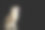 阿拉斯加雪橇犬孤立在黑色素材图片