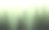 绿雾中的树木素材图片