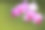 一株粉红色兰花的特写，带有水滴素材图片