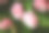 山茶花，开粉红色的头状花序。素材图片
