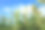 乔瓦谷高粱作物农场蓝天下素材图片