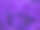 一个深紫色花园紫罗兰花的特写。素材图片