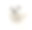 特写一只马耳他狗，抬头，3岁，孤立的白色素材图片