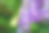 美丽的紫藤花素材图片