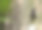 大白纹蝙蝠又名大囊翅蝙蝠(囊翅蝠)，哥斯达黎加科尔科瓦多国家公园素材图片
