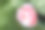 茶花(Camellia japonica L.)“白化Botti”素材图片