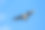 孤立的飞行鱼鹰。天空背景西鱼鹰Pandion haliaetus。吃鱼的猛禽。麦肯兹河，加拿大西北地区素材图片