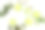 黄瓜片，化妆品霜瓶和瓶装滋补矿泉水，新鲜的绿色桉树叶，上面白色的背景素材图片