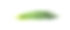 新鲜的绿洋葱孤立放置在白色背景上。韭菜、韭黄特写。韭葱科的一种可食绿色蔬菜素材图片