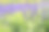 在草药花园里盛开的蓝色鼠尾草花素材图片