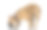 法国斗牛犬在白色背景下嗅地素材图片