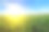 绿色的玉米地和明亮的日出映衬着蓝色的天空。素材图片