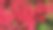 杜鹃花,日本杜鹃花素材图片