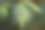 绿色的山白蜡树的叶子在一个模糊的背景特写素材图片