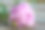 旧木背景上的粉红色牡丹花。素材图片