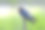 谷仓燕子有一个宽阔的嘴在一个美丽的绿色背景素材图片