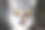 愤怒的灰猫，橙色的眼睛。大的肖像素材图片