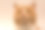 家姜猫的肖像素材图片