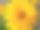 金盏花的特写在绿色的自然夏季背景。金盏花药用植物花瓣。金盏菊花卉大田植物素材图片