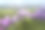 春天的背景与开花的紫罗兰番红花在早春素材图片
