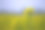 一个美丽的盛开的黄色油菜花与模糊的背景素材图片