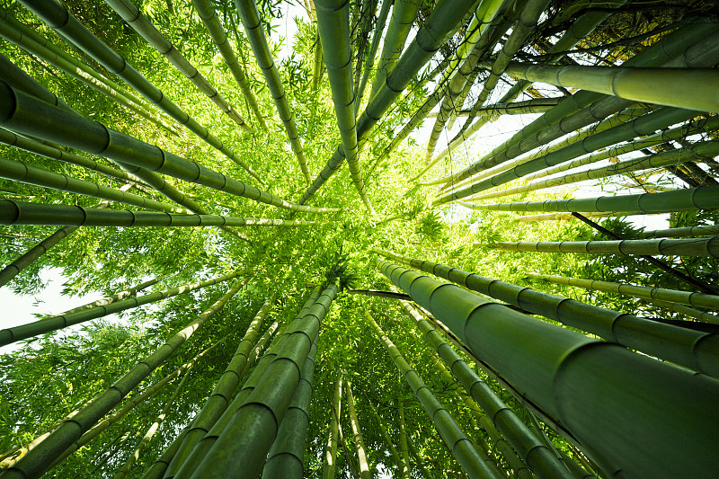 自然竹树图片下载