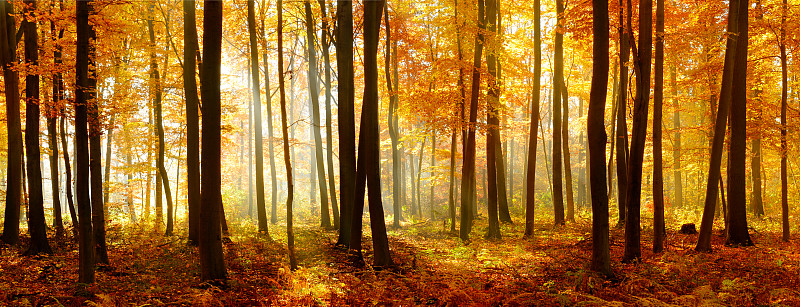 彩色的全景秋天山毛榉树森林被阳光照亮图片下载