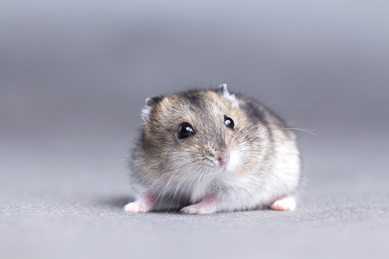 灰色背景上的一只小仓鼠的肖像图片下载