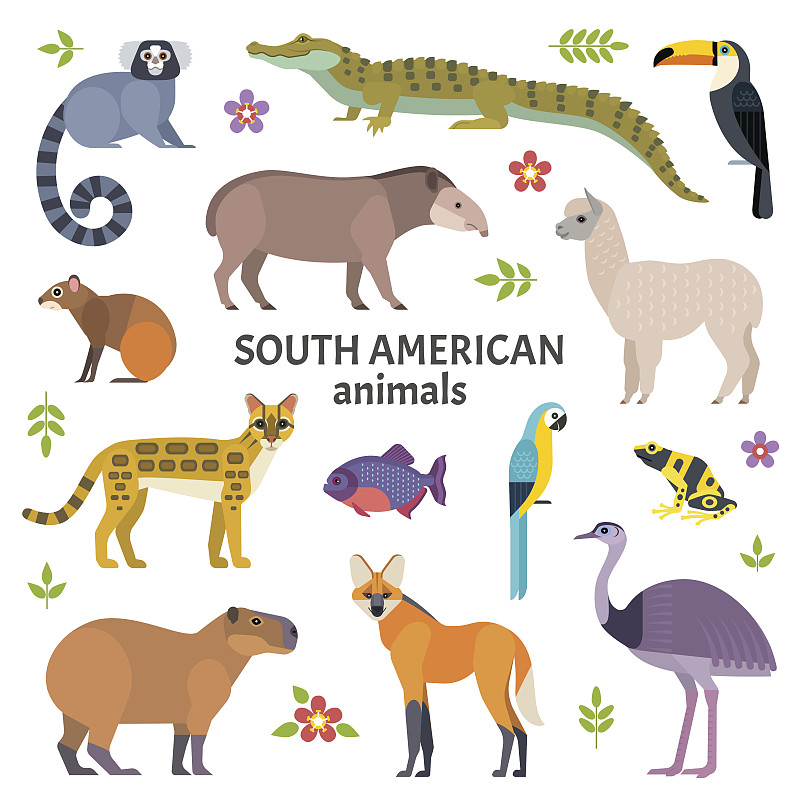 南美洲的动物。图片下载