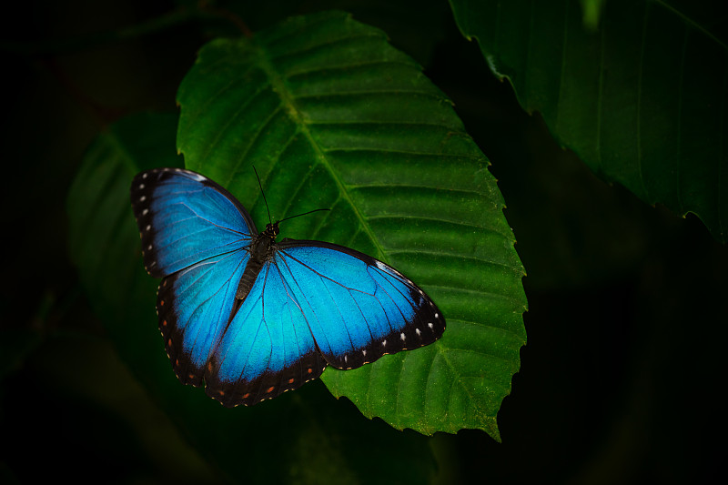 蓝色闪蝶(闪蝶)在绿色的自然背景图片下载